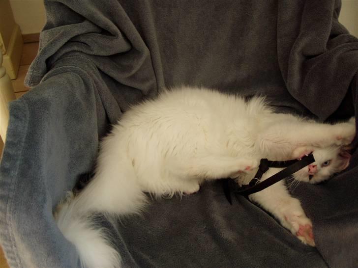 Maine Coon Vingsted's Icey billede 9