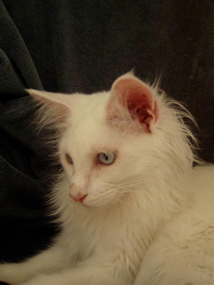 Maine Coon Vingsted's Icey billede 10