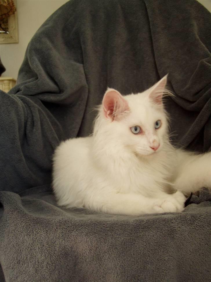 Maine Coon Vingsted's Icey billede 11