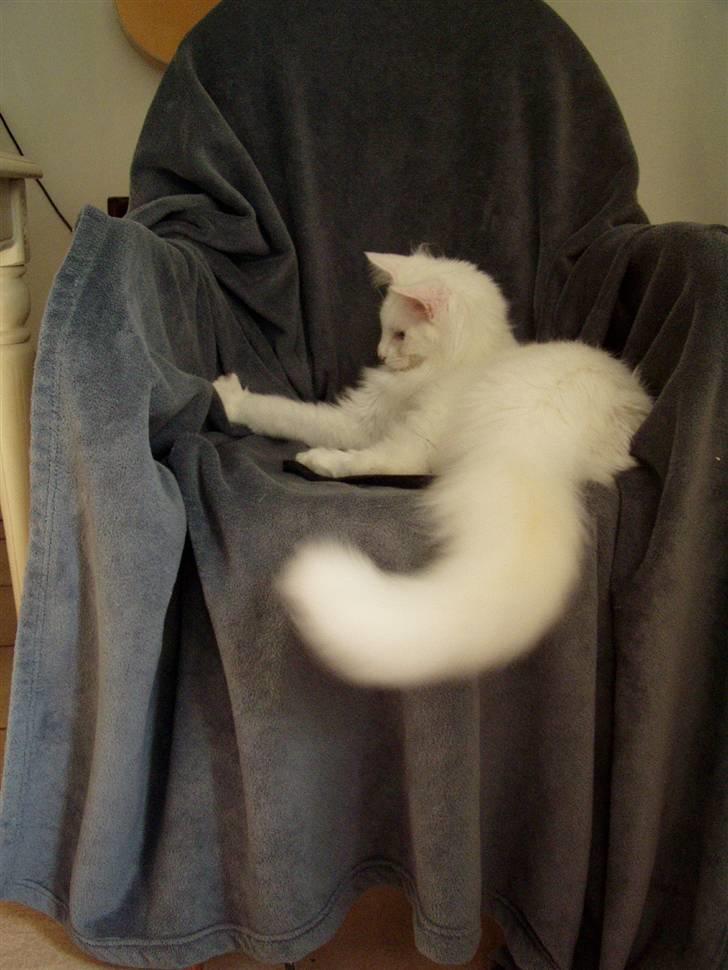 Maine Coon Vingsted's Icey billede 12