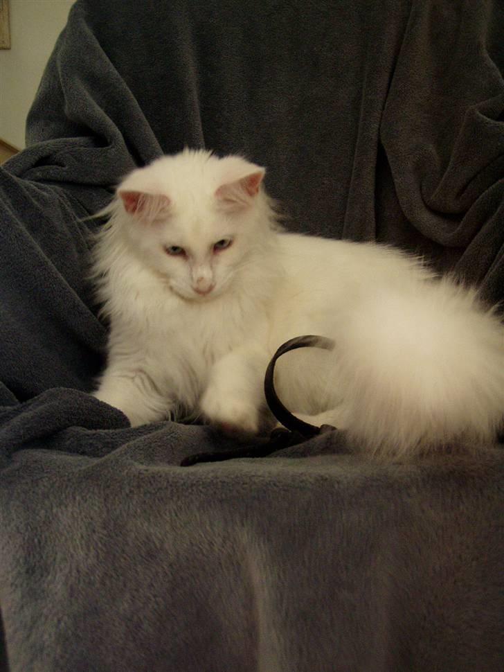 Maine Coon Vingsted's Icey billede 13