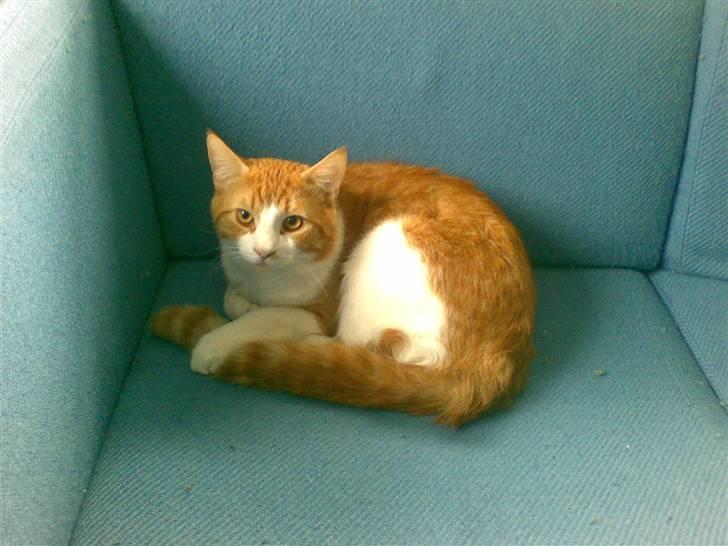 Huskat  Garfield  billede 1