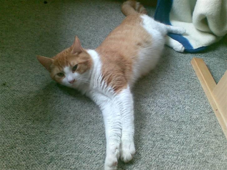 Huskat  Garfield  billede 2