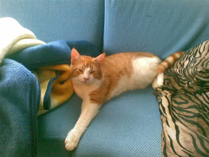 Huskat  Garfield  billede 3