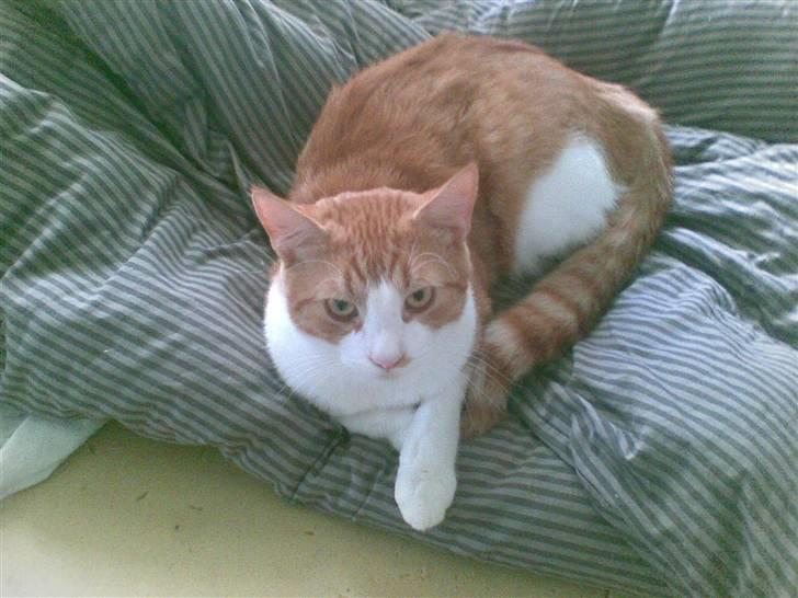 Huskat  Garfield  billede 4