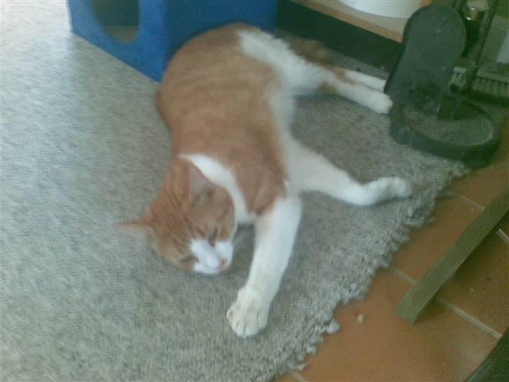 Huskat  Garfield  billede 5