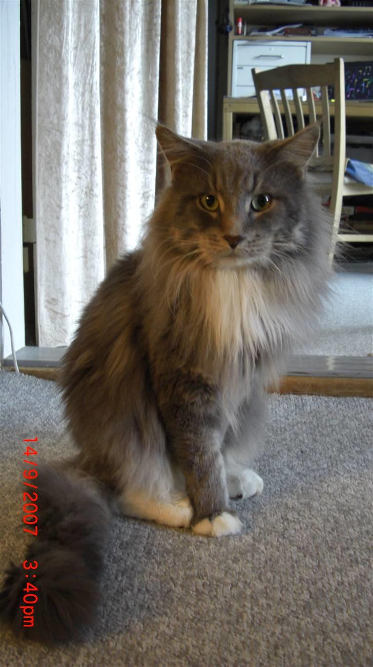 Maine Coon R.I.P  Gismo - hvil i fred min dejlige gismo billede 1