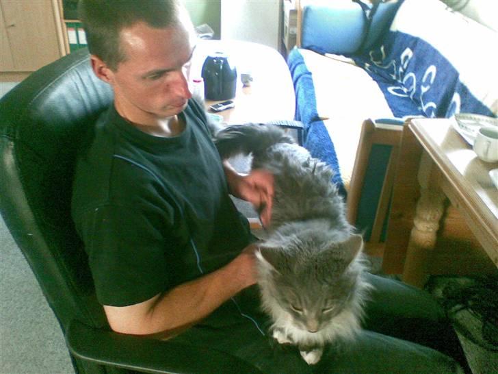 Maine Coon R.I.P  Gismo - dejligt lige at være oppe hos farmand billede 2