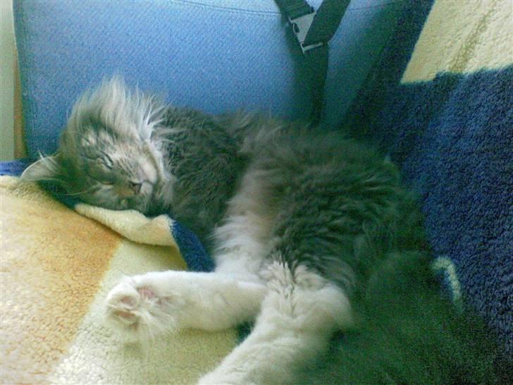 Maine Coon R.I.P  Gismo - snupper mig lige en lur billede 3