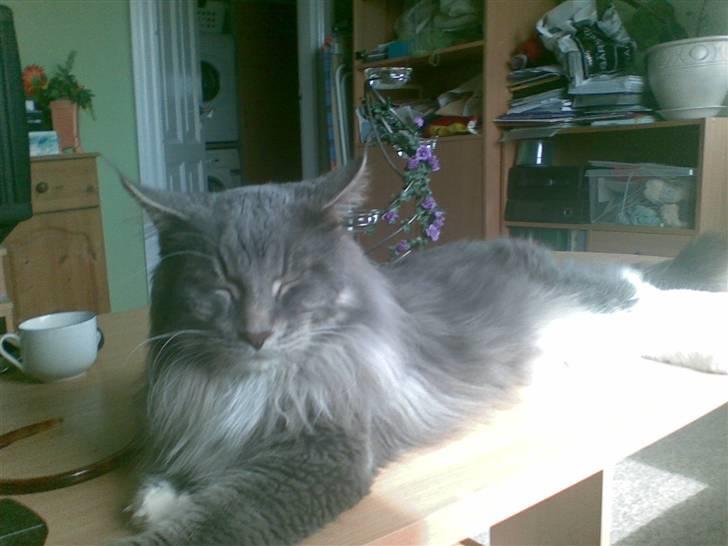 Maine Coon R.I.P  Gismo - dejligt at tage en flyder på det store sofabord billede 4