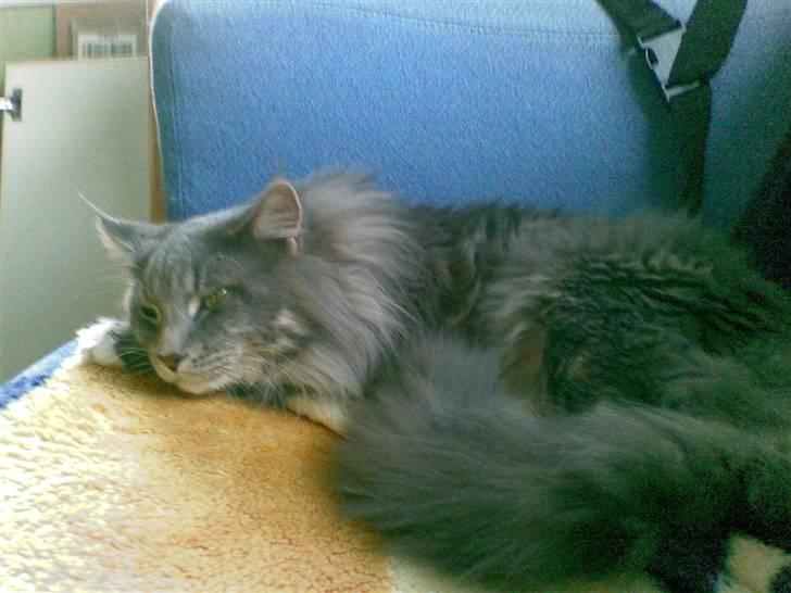 Maine Coon R.I.P  Gismo - er jeg mon gået glip af noget billede 5