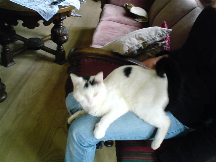 Blanding af racer Sofus<3 (PIST BORTE) billede 20