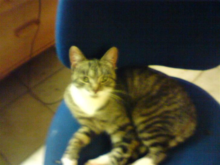 Huskat Sylvester! HAR FØDT - Er det nu jeg skal fotograferes? billede 8