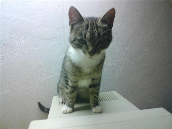 Huskat Sylvester! HAR FØDT - Hold da ferie, hvor er jeg lækker. billede 9