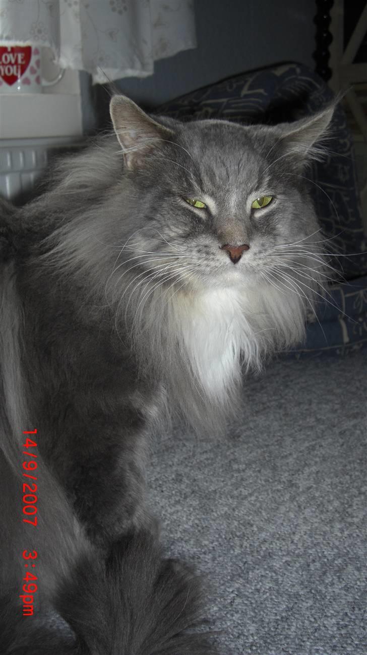 Maine Coon R.I.P  Gismo billede 6