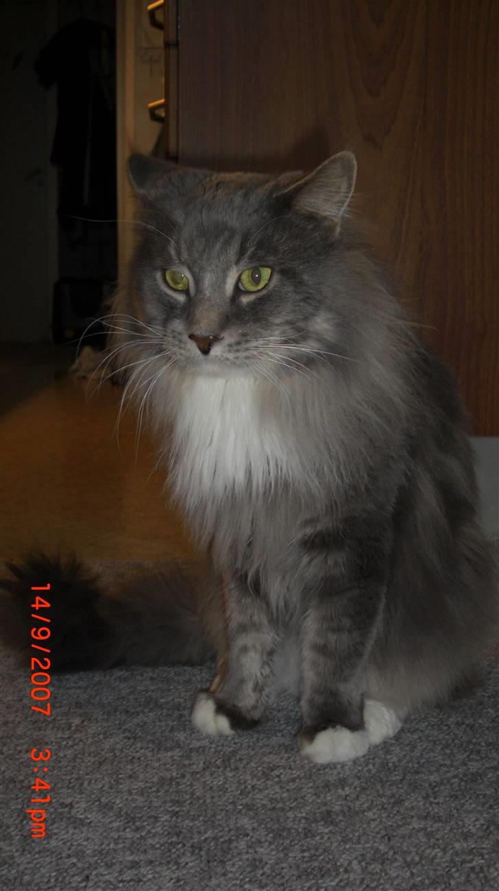 Maine Coon R.I.P  Gismo billede 7