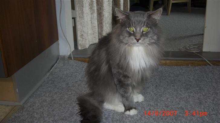 Maine Coon R.I.P  Gismo billede 8