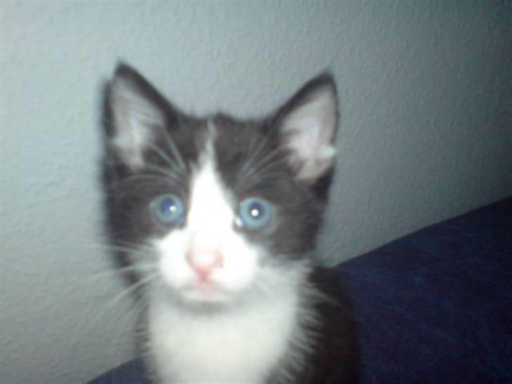 Blanding af racer Cleo -  Givet væk billede 1