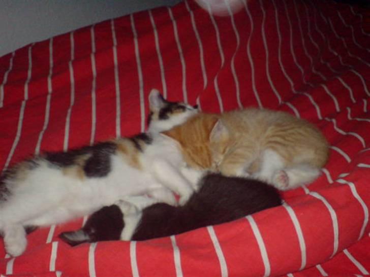 Blanding af racer Cleo -  Givet væk - Her er hun sammen med sine søskende... billede 2