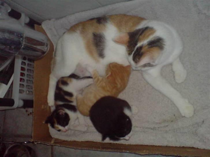 Blanding af racer Cleo -  Givet væk - Her er hun ca. 1-2 uger gammel billede 3