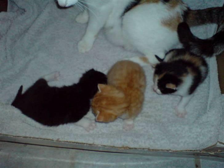 Blanding af racer Cleo -  Givet væk - Her er de små igen...  billede 4