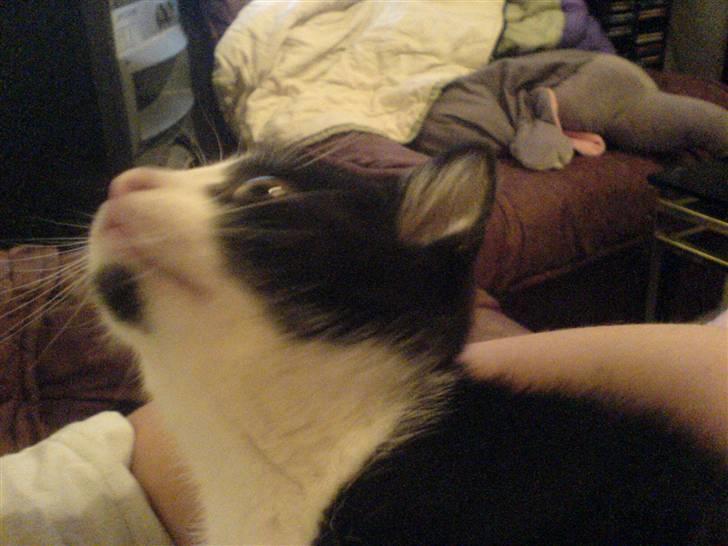 Blanding af racer Cleo -  Givet væk billede 5