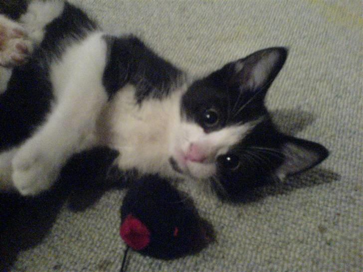 Blanding af racer Cleo -  Givet væk billede 6