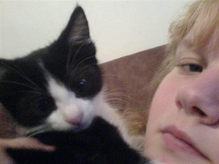 Blanding af racer Cleo -  Givet væk billede 7