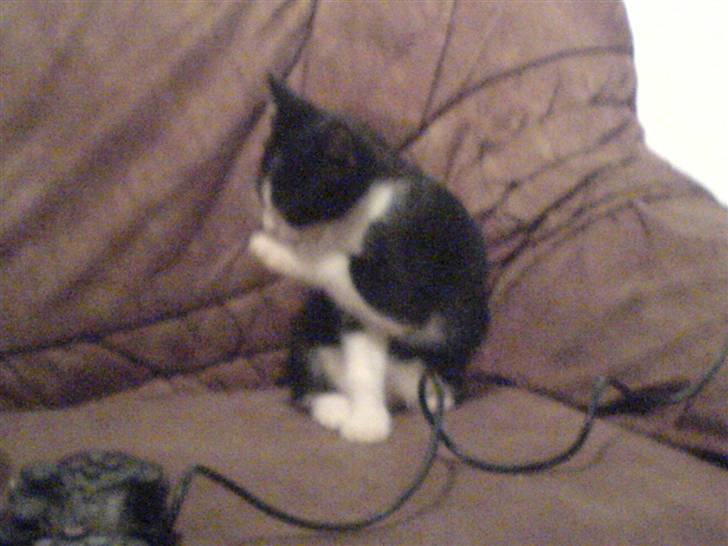 Blanding af racer Cleo -  Givet væk billede 8