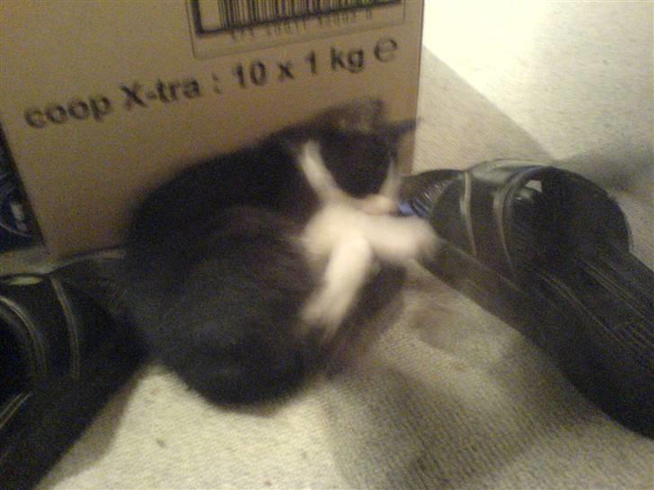 Blanding af racer Cleo -  Givet væk billede 9