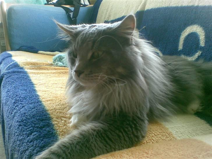 Maine Coon R.I.P  Gismo - jeg tager mig lige en slapper billede 9