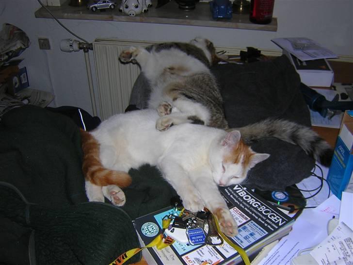 Blanding af racer Phoenix - ja det er hådt at være til---*GG* billede 9