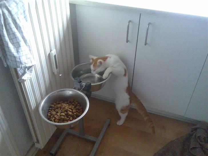 Blanding af racer Phoenix - ja hundenes vand er meget bedre end mit eget...hehe billede 10