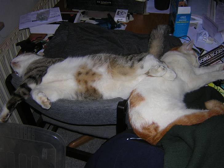 Blanding af racer Pjuske forsvundet  - SNORK.. billede 8