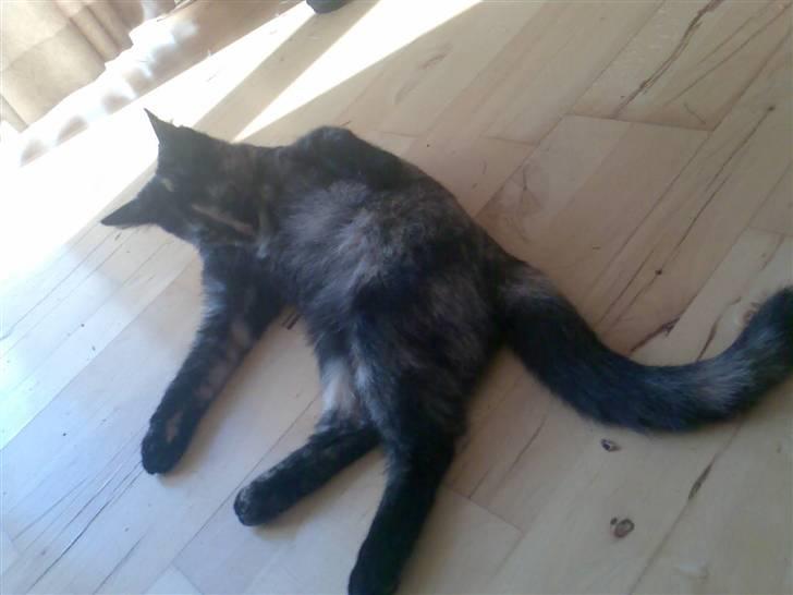 Huskat Naomi (solgt) - (; billede 16