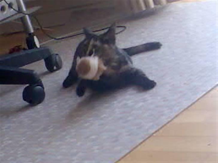 Huskat Naomi (solgt) - Miin ´ miin mus ! :D billede 17