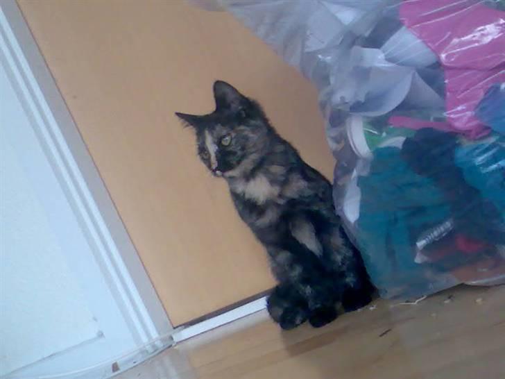 Huskat Naomi (solgt) - Er jeg ikke bare køn ? :$ billede 18