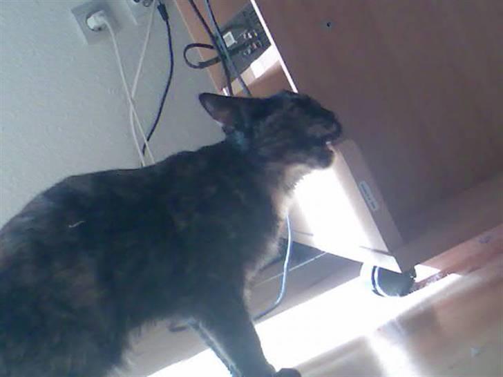 Huskat Naomi (solgt) - Fy fy ! x) billede 19