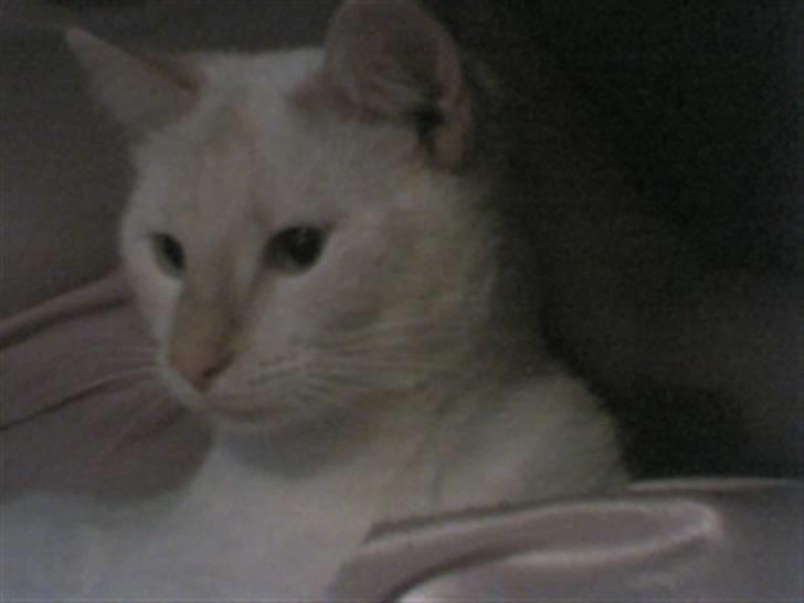 Huskat Blondi (Død) billede 1