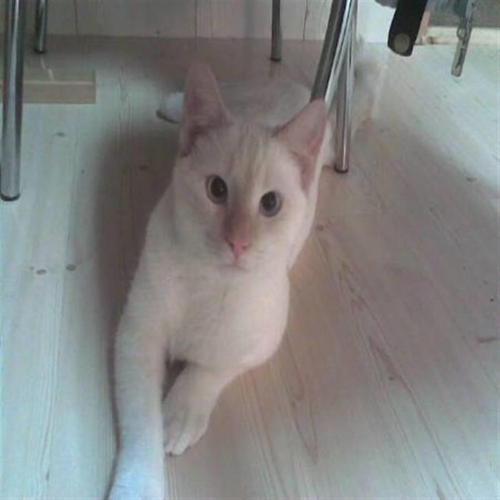 Huskat Blondi (Død) billede 3