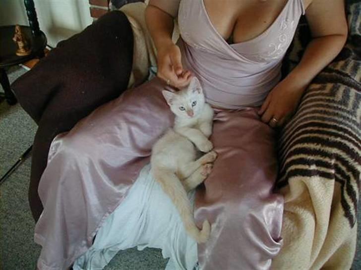 Huskat Blondi (Død) billede 4