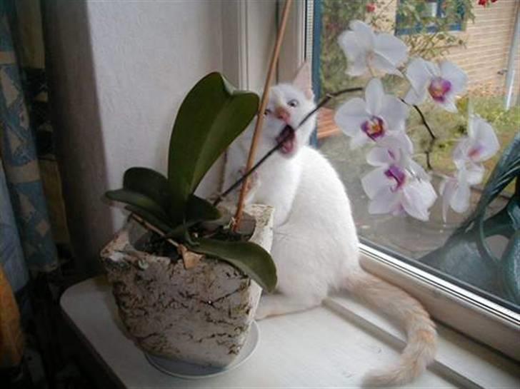 Huskat Blondi (Død) billede 5