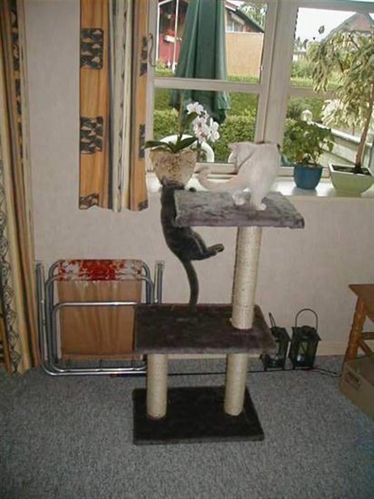 Huskat Blondi (Død) billede 6