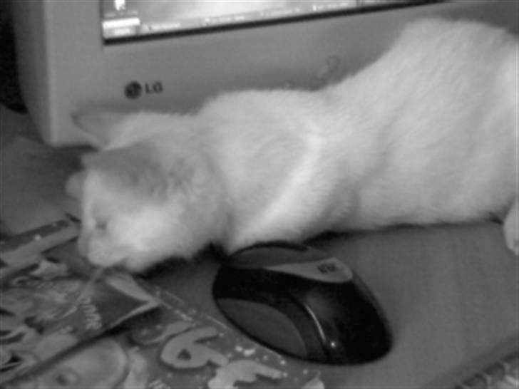 Huskat Blondi (Død) billede 7