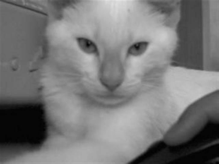 Huskat Blondi (Død) billede 8