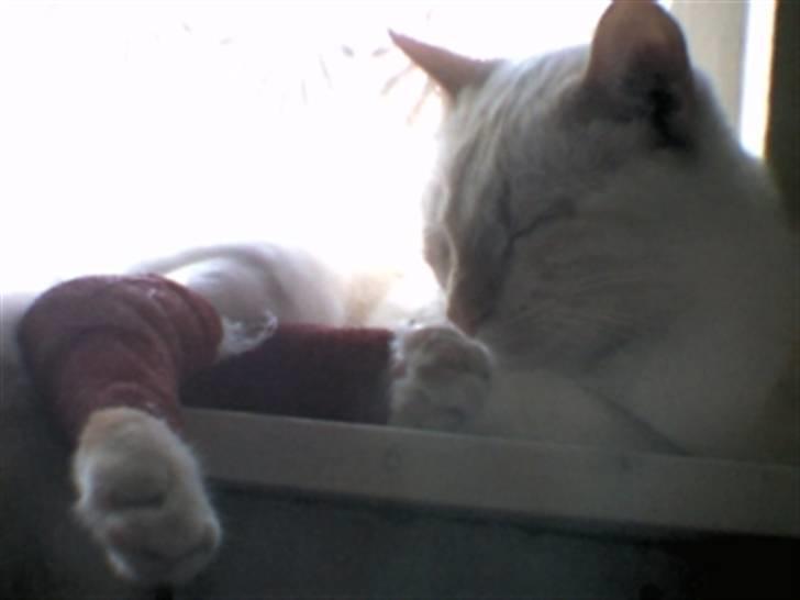 Huskat Blondi (Død) billede 9