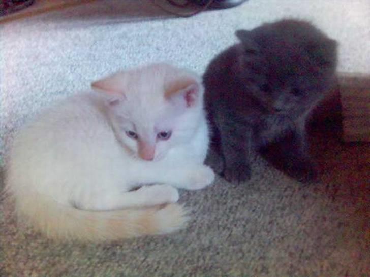 Huskat Beauty billede 2