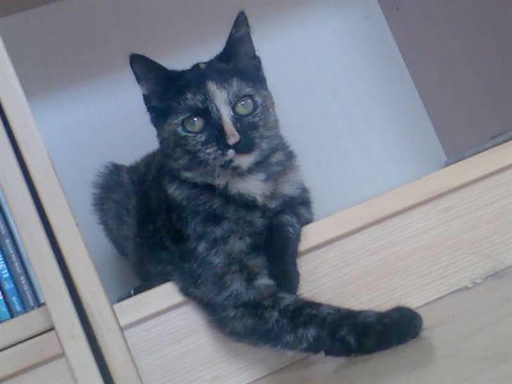 Huskat Naomi (solgt) - Jamen godavs xb billede 20