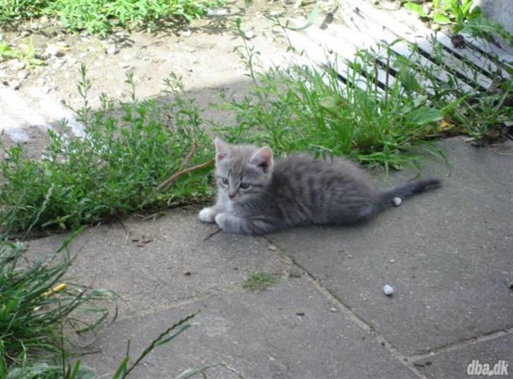 Huskat tiger ( væk? )  billede 1