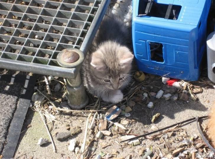 Huskat tiger ( væk? )  billede 2